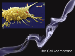 The Cell Membrane