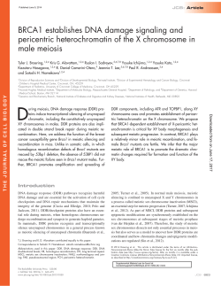 BRCA1 establishes DNA damage signaling and pericentric