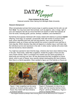 Feral Chickens Fly Coop StudentA