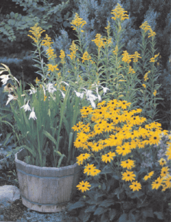 Drought-proof landscaping from Alberta Views magazine