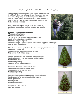Beginning to look a lot like Christmas Tree Shopping