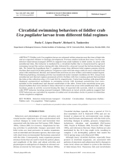 Circatidal swimming behaviors of fiddler crab Uca pugilator larvae