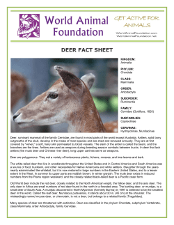 deer fact sheet - World Animal Foundation