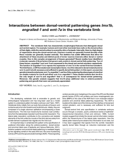 Interactions between dorsal-ventral patterning genes lmx1b