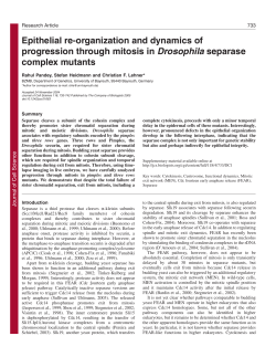 Epithelial re-organization and dynamics of progression through