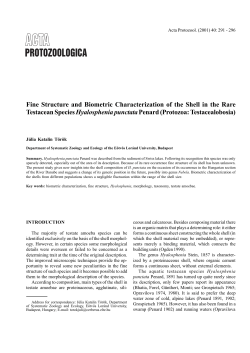 Fine Structure and Biometric Characterization of the Shell in the