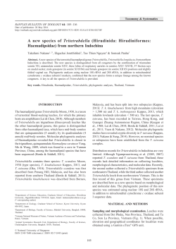 A new species of Tritetrabdella (Hirudinida: Hirudiniformes