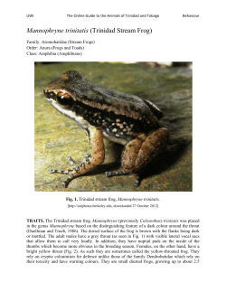 Mannophryne trinitatis (Trinidad Stream Frog)