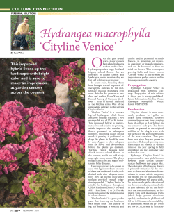Hydrangea macrophylla `Cityline Venice`