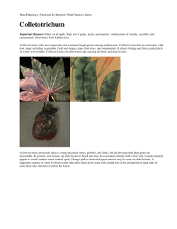 Colletotrichum