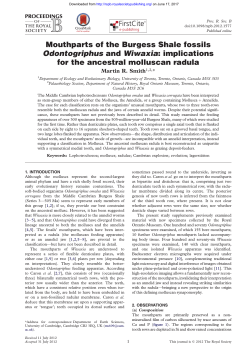 Mouthparts of the Burgess Shale fossils Odontogriphus and Wiwaxia