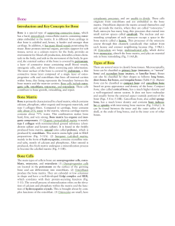 Bone Matrix Bone Cells Types of Bone Introduction and Key