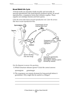 Bread Mold Life Cycle