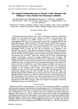 The Antigenic Relationship between Measles, Canine Distemper