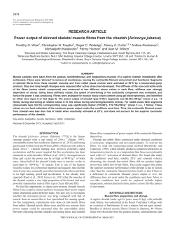 Power output of skinned skeletal muscle fibres from the cheetah