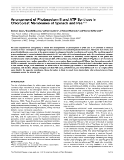 Arrangement of Photosystem II and ATP Synthase in