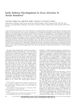 Early Embryo Development in Fucus distichus Is