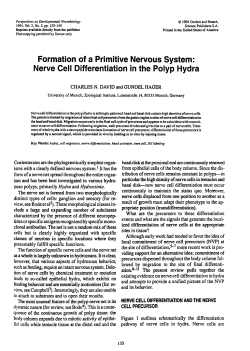 Formation of a primitive nervous system. nerve cell differentiation in