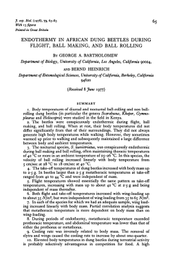 endothermy in african dung beetles during flight, ball making, and