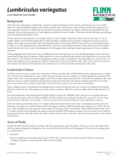 Lumbriculus variegatus