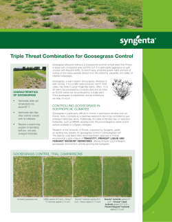 Triple Threat Combination for Goosegrass Control