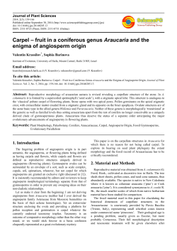 Carpel – fruit in a coniferous genus Araucaria and the enigma of