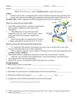 DNA Structure and Replication: Paper Clip Activity