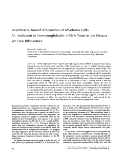 Membrane-bound Ribosomes of Myeloma Cells VI