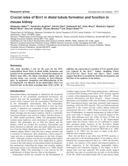 Crucial roles of Brn1 in distal tubule formation and