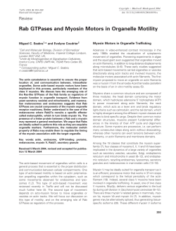 Rab GTPases and Myosin Motors in Organelle Motility