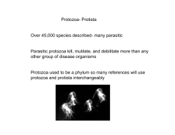 Protozoa- Protista Over 45,000 species described