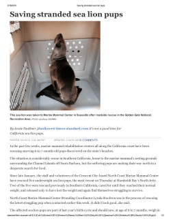 Saving stranded sea lion pups