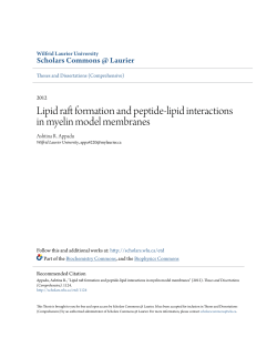 Lipid raft formation and peptide-lipid interactions in myelin model