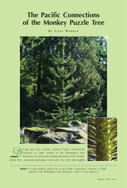Monkey Puzzle Tree - The Arboretum Foundation