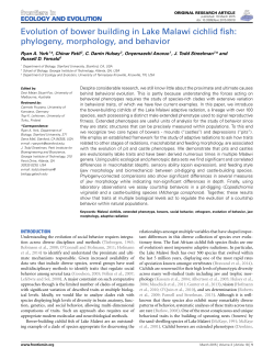 Evolution of bower building in Lake Malawi cichlid fish