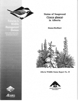 Status of Soapweed (Yucca) - Alberta Conservation Association