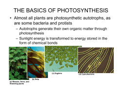 Photosynthesis PDF