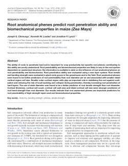 Root anatomical phenes predict root penetration ability and