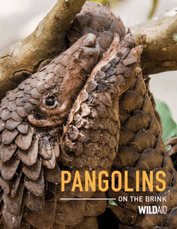 Pangolins: On the Brink