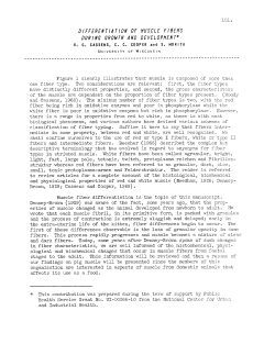 Differentiation of Muscle Fibers During Growth and Development