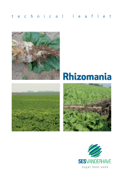 Rhizomania - Florimond Desprez