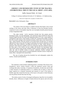 145 GROSSLY AND MICROSCOPIC STUDY OF THE TRACHEA