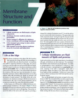 Chapter 7- Membrane Structure and Function