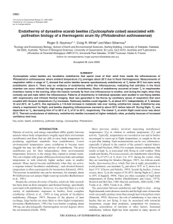 Endothermy of dynastine scarab beetles