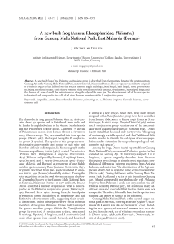 A new bush frog (Anura: Rhacophoridae: Philautus) from Gunung