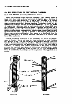 On the Structure of Protozoan Flagella