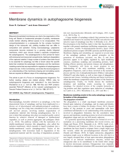 Membrane dynamics in autophagosome biogenesis
