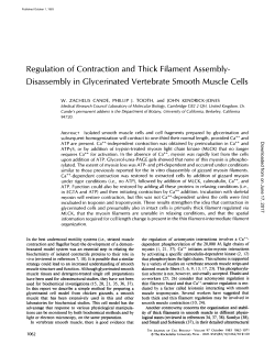 Disassembly in Glycerinated Vertebrate Smooth Muscle Cells
