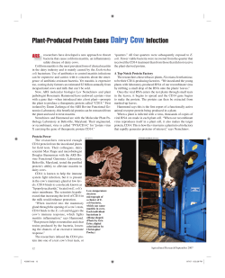 Plant-Produced Protein Eases Dairy Cow Infection