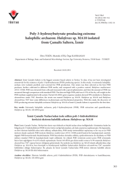 Poly-3-hydroxybutyrate-producing extreme halophilic archaeon